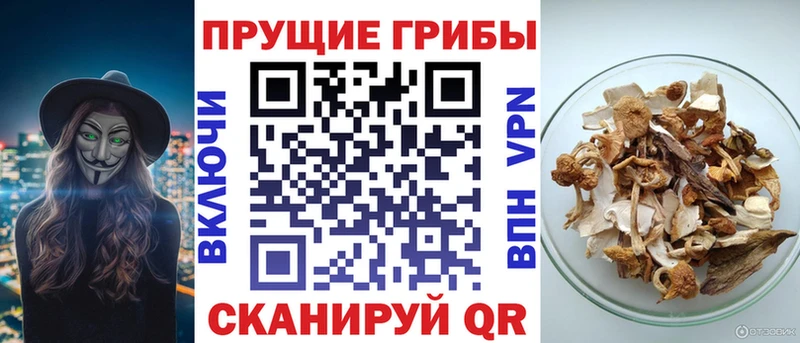купить наркоту  Тарко-Сале  Псилоцибиновые грибы Cubensis 